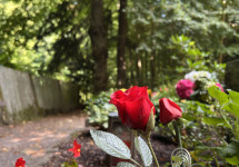 Friedhof Schnappach