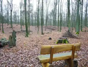 - FriedWald Bernau bei Berlin