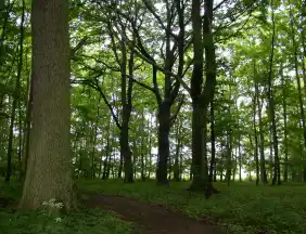- FriedWald Rügen