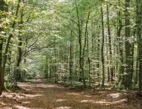 - FriedWald Hasbruch