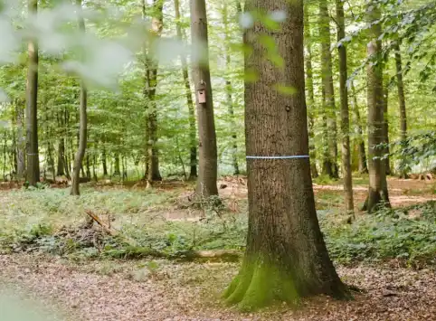 FriedWald Kalletal