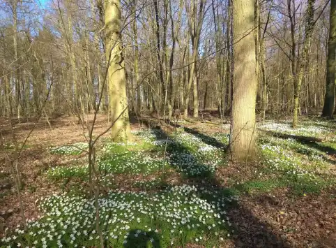 FriedWald Uetzer Herrschaft