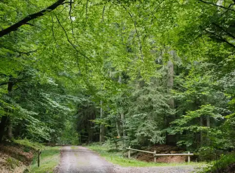 FriedWald Waldhessen
