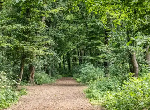 FriedWald Freyburg (Unstrut)
