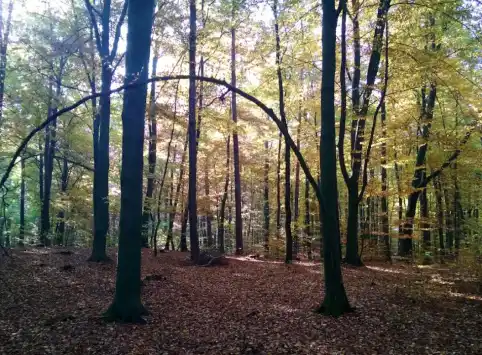 FriedWald Mühlenbecker Land