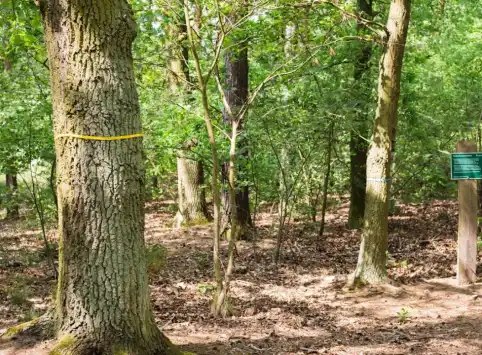 FriedWald Nuthetal-Parforceheide