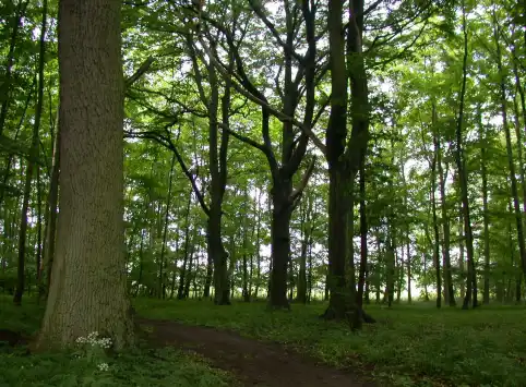 FriedWald Rügen