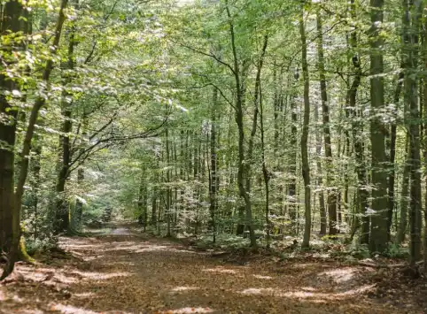 FriedWald Hasbruch